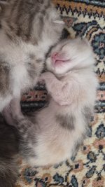 IMG-20261010-WA0051.jpeg