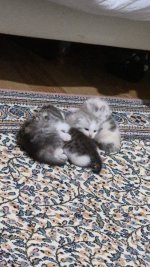 IMG-20261010-WA0078.jpeg